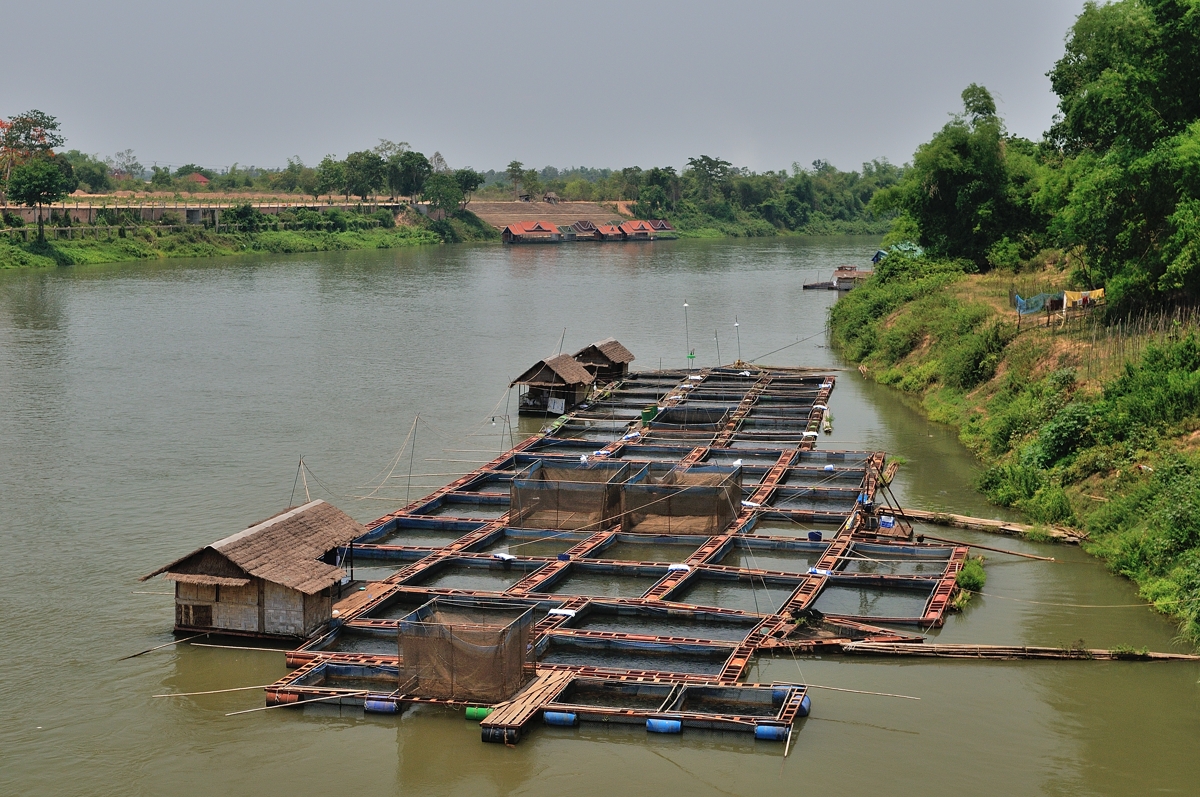 pisciculture in nam ngum river 84dcf01b e16e 442d 93ed a8760479bfec